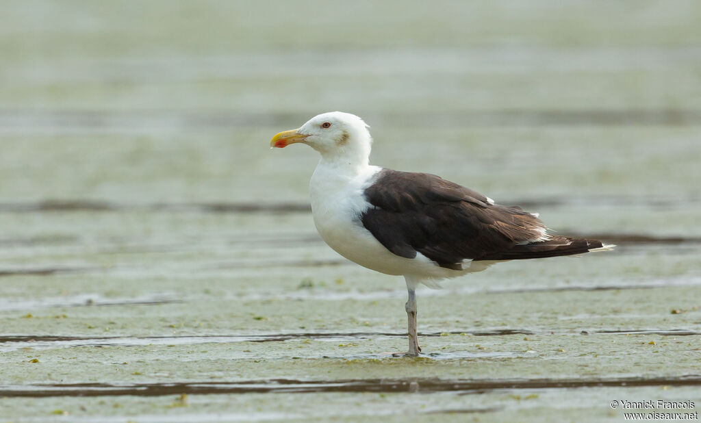 Great Black-backed Gulladult, identification, aspect