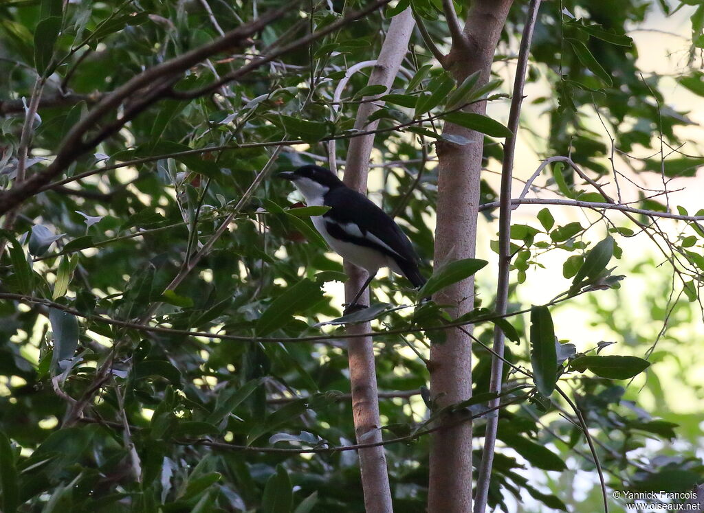 Swamp Boubouadult, habitat, aspect