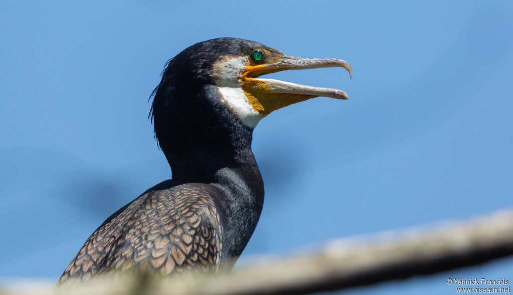 Grand Cormoranadulte, portrait, composition