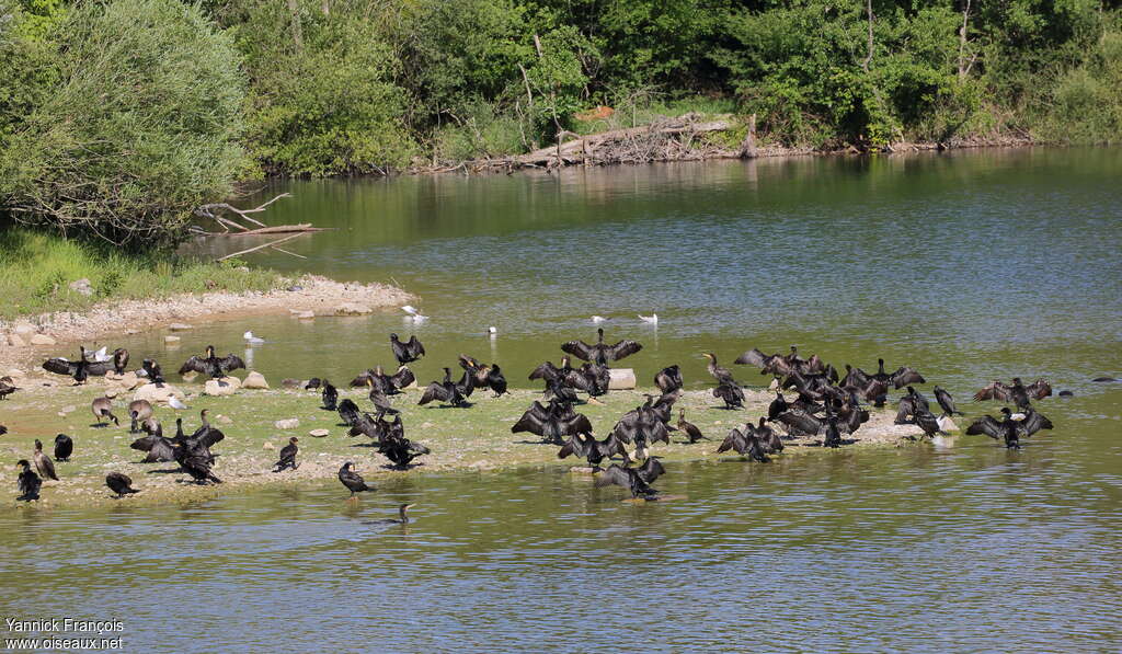 Grand Cormoranadulte, habitat