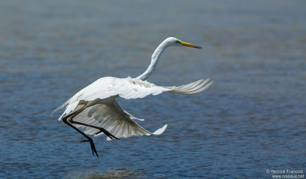 Great Egretadult breeding, identification, aspect