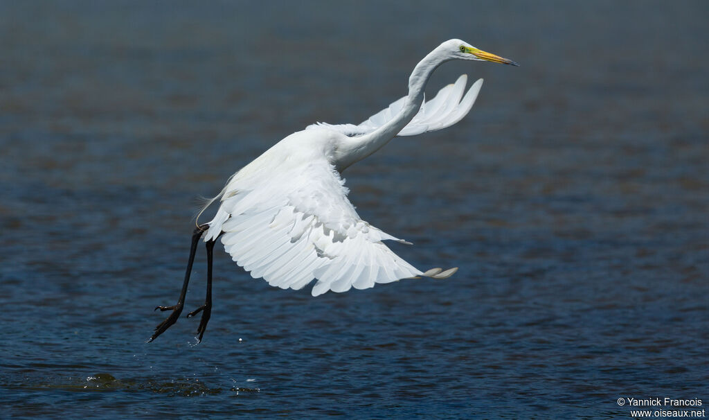 Great Egretadult breeding, identification, aspect