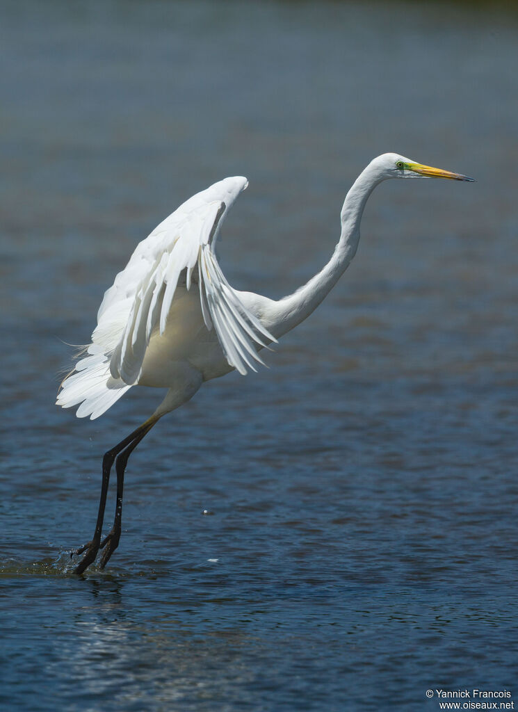 Great Egretadult breeding, identification, aspect