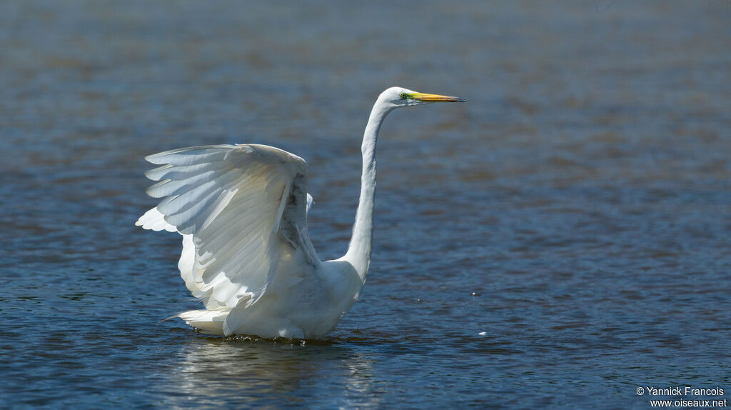 Great Egretadult breeding, identification, aspect