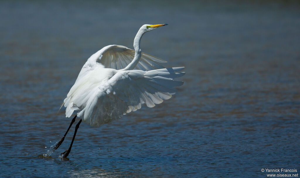 Great Egretadult breeding, identification, aspect
