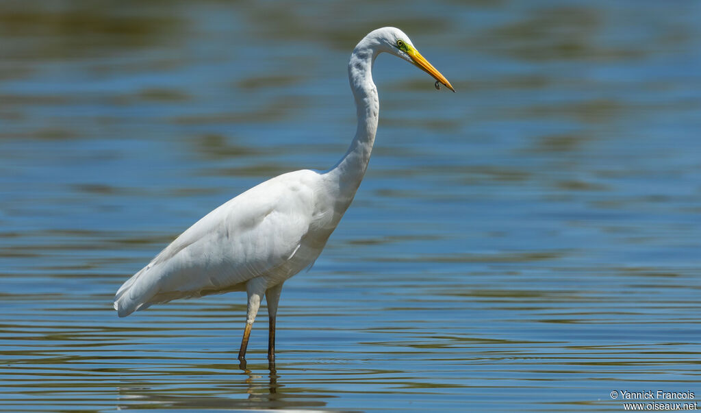 Great Egretadult post breeding, identification, aspect, fishing/hunting
