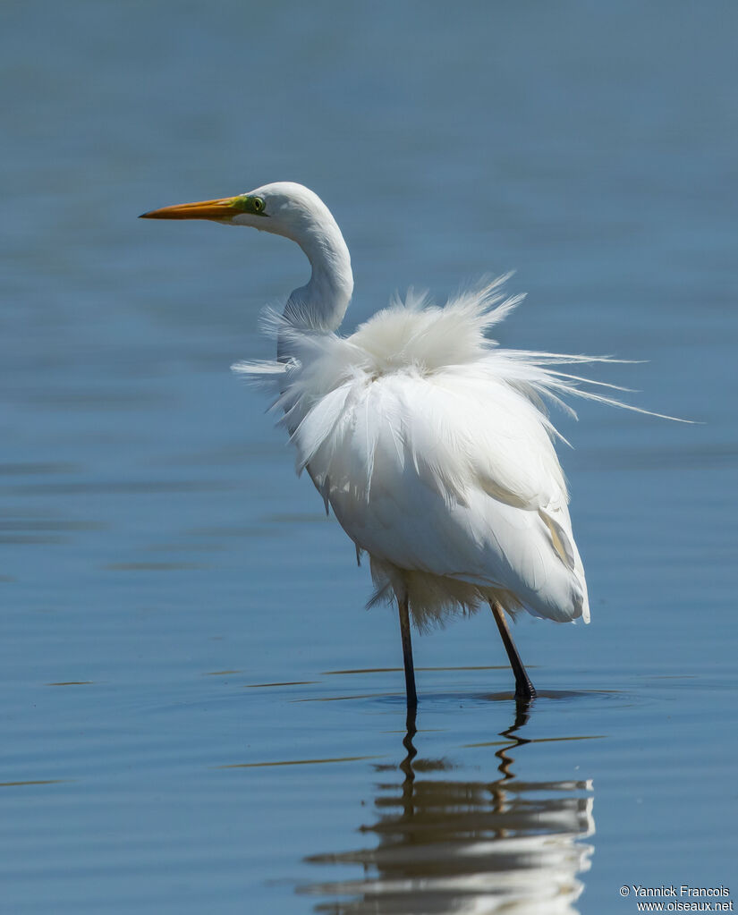 Great Egretadult post breeding, identification, aspect