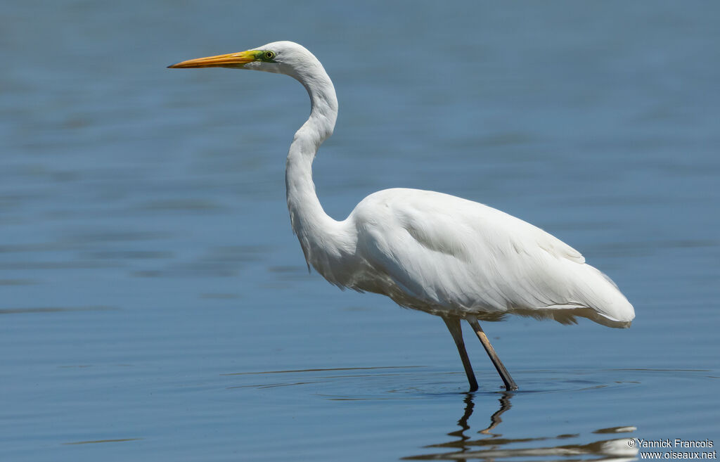 Great Egretadult post breeding, identification, aspect