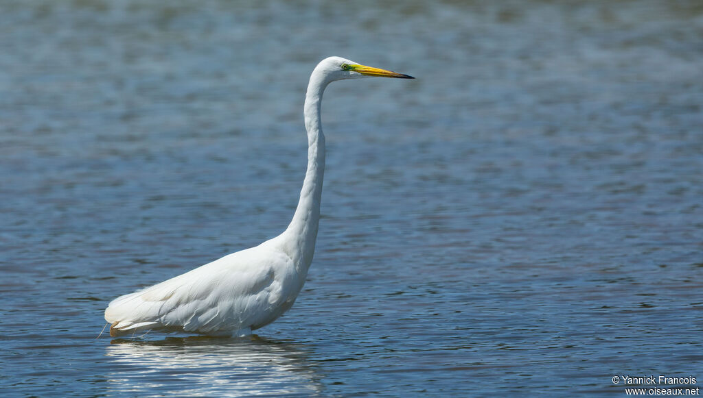 Great Egretadult breeding, identification, aspect