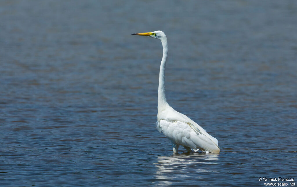 Great Egretadult breeding, identification, aspect
