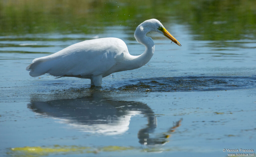 Great Egretadult, identification, aspect, fishing/hunting