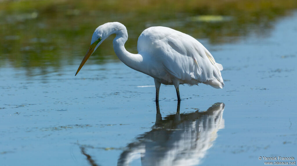 Great Egretadult breeding, identification, aspect, fishing/hunting