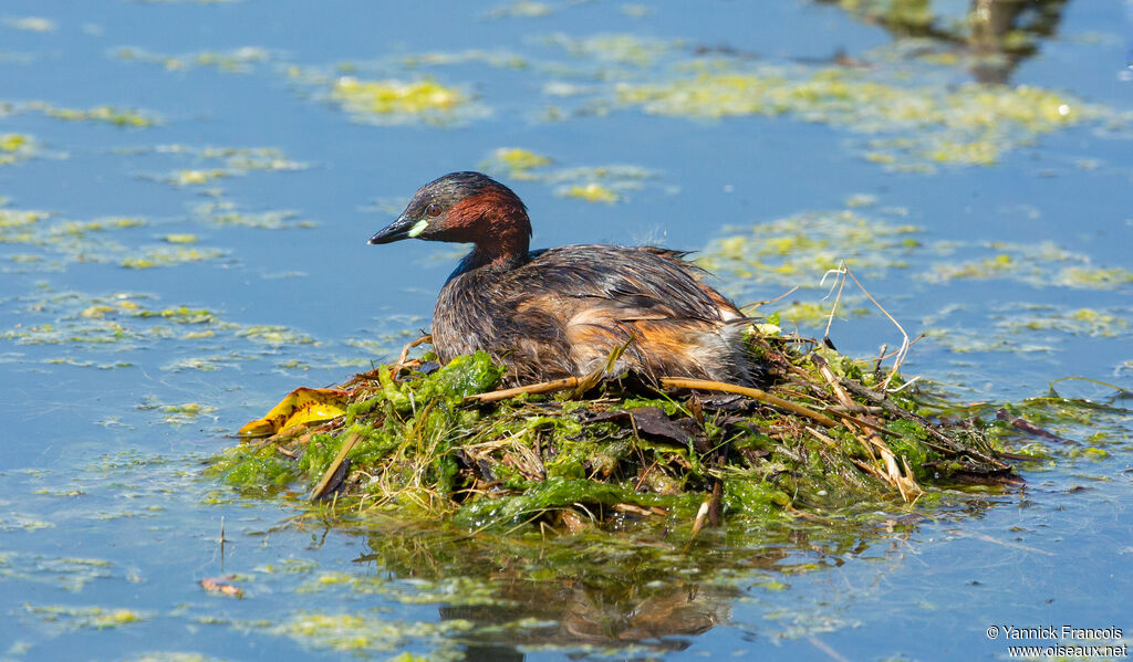 Little Grebeadult breeding, identification, aspect, Reproduction-nesting