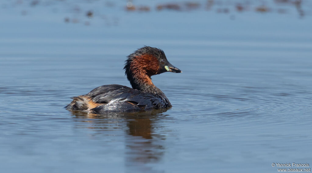 Little Grebeadult, identification, aspect