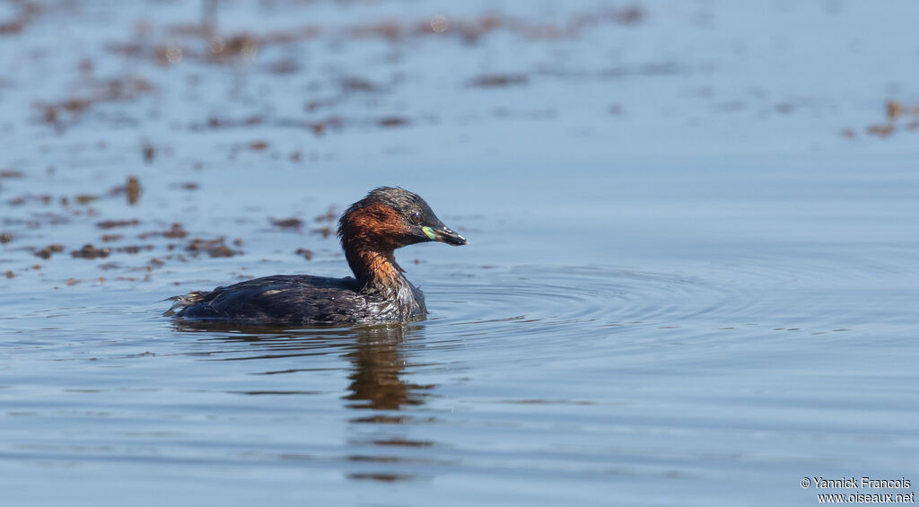 Little Grebeadult, identification, aspect