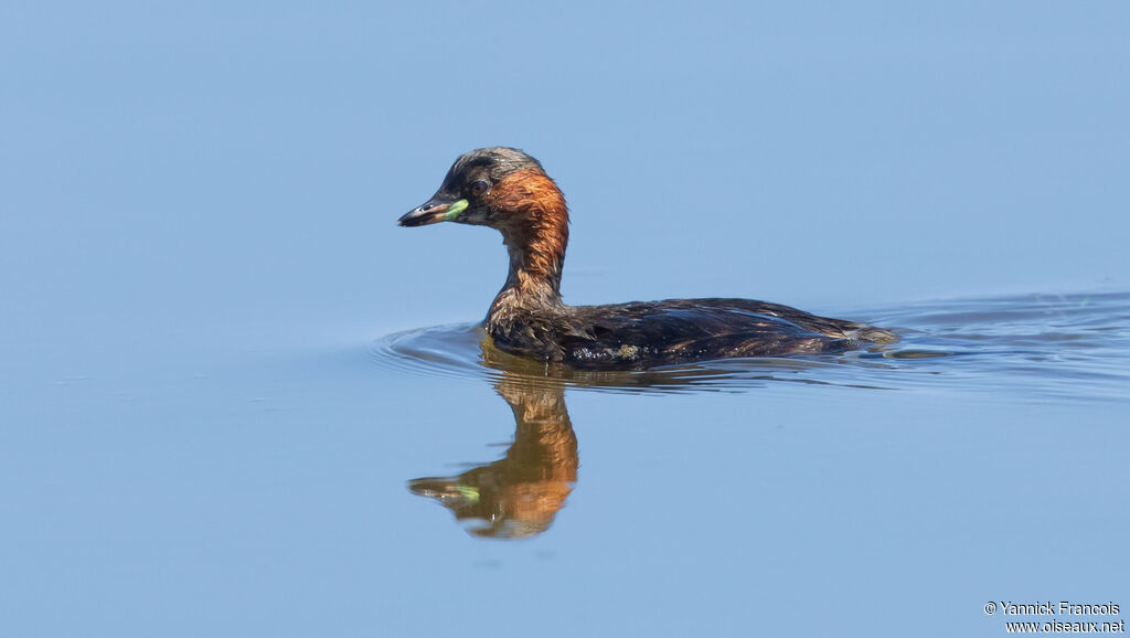 Little Grebeadult, identification, aspect