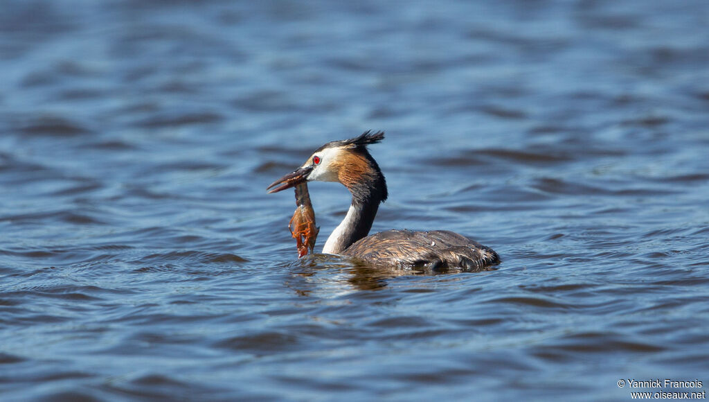 Grèbe huppéadulte nuptial, identification, composition, pêche/chasse