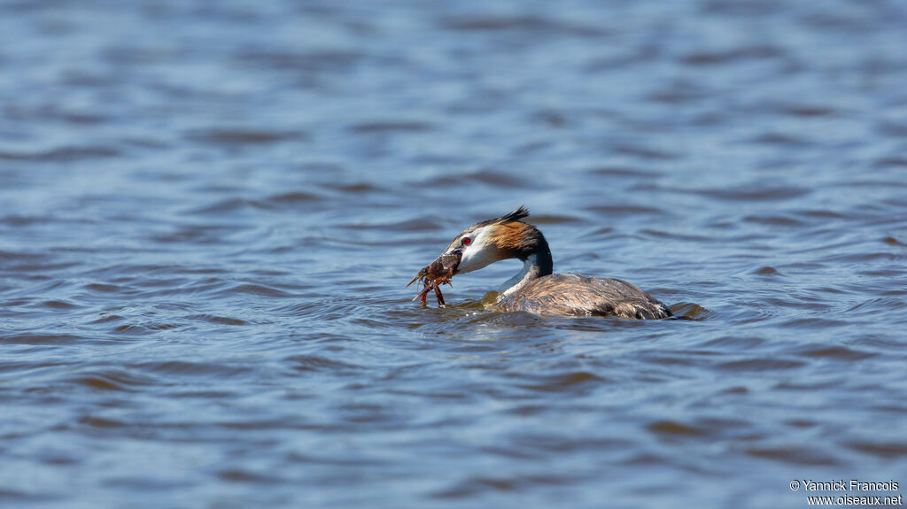 Grèbe huppéadulte nuptial, identification, composition, pêche/chasse