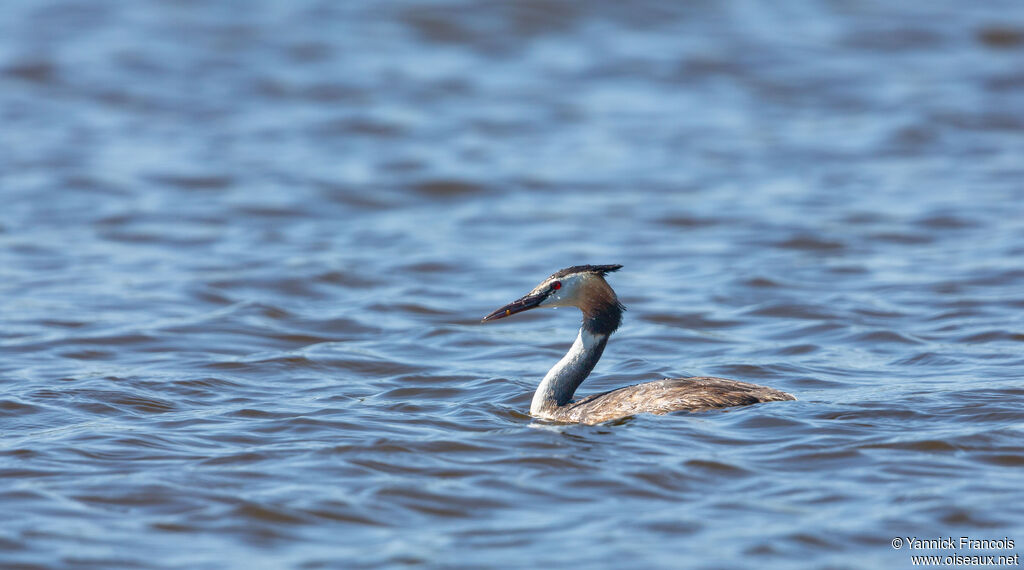 Great Crested Grebeadult breeding, identification, aspect