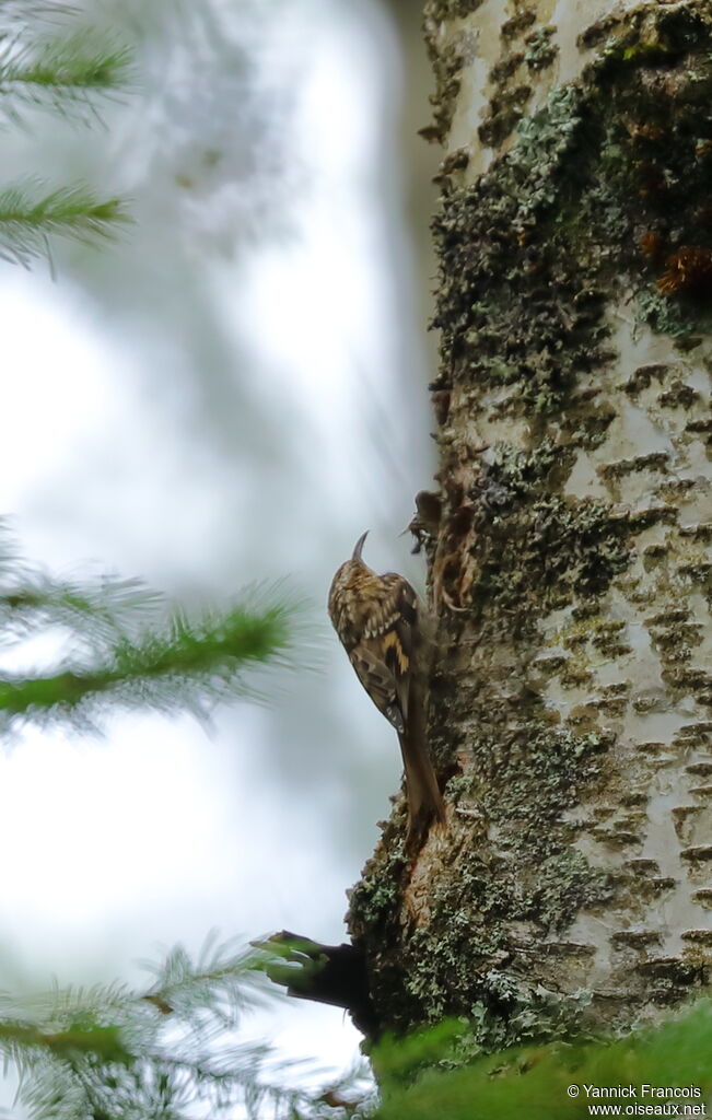 Grimpereau des boisadulte, habitat, composition