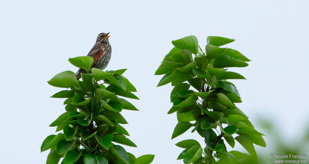 Grive mauvisadulte, habitat, chant
