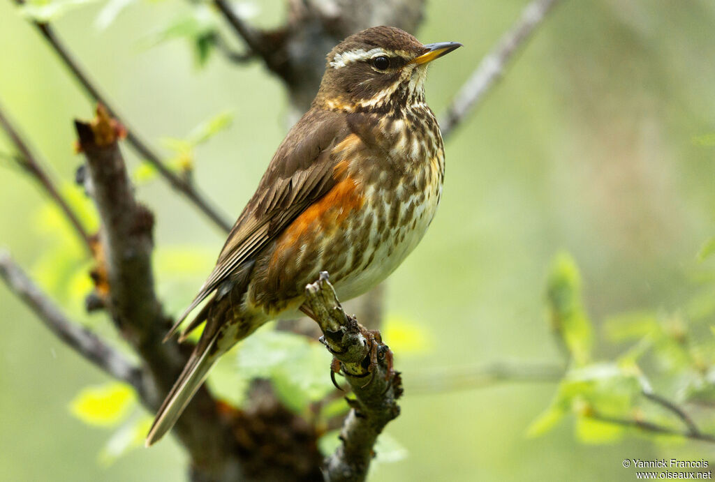 Redwing