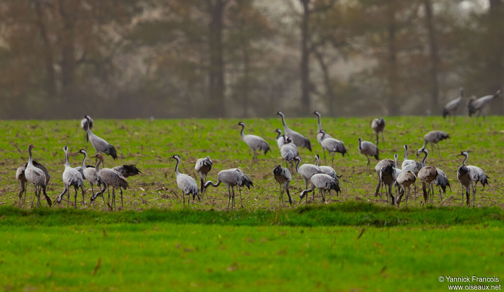 Grue cendrée, habitat, composition, mange