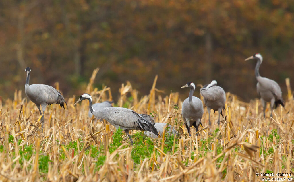 Grue cendréeadulte, habitat, composition