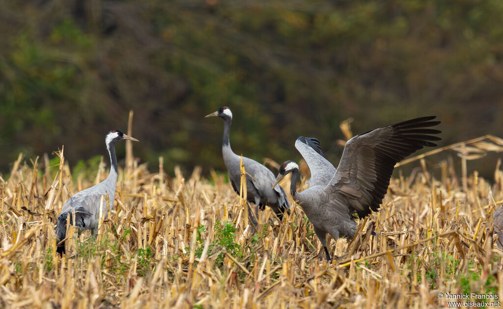 Grue cendréeadulte, habitat, composition