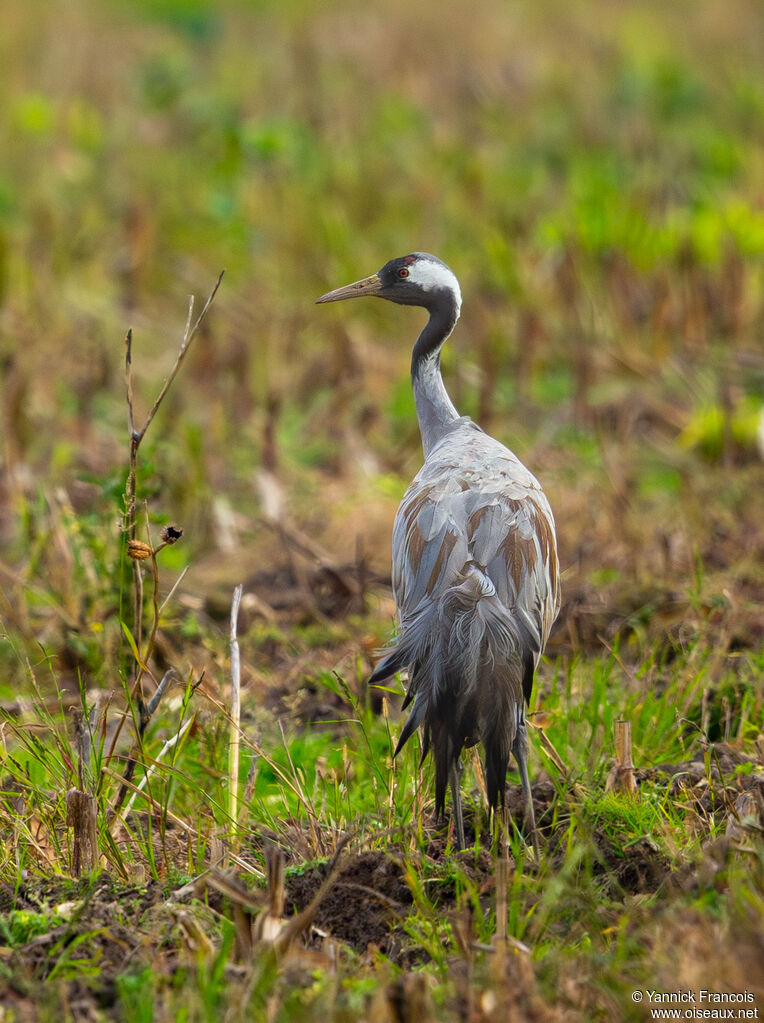Grue cendréeadulte, habitat, composition