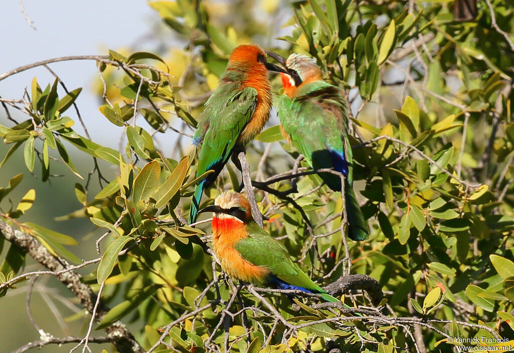 Guêpier à front blancadulte, habitat, composition