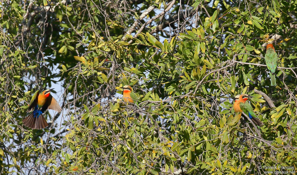 Guêpier à front blanc, habitat, composition