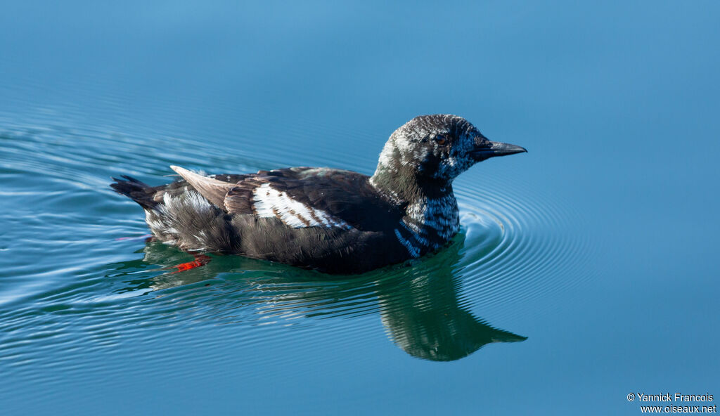 Guillemot à miroirimmature, identification, composition, nage