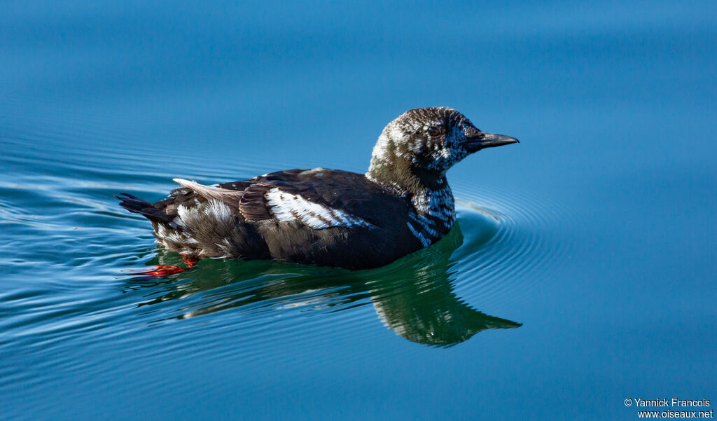 Black Guillemotimmature, identification, aspect, swimming