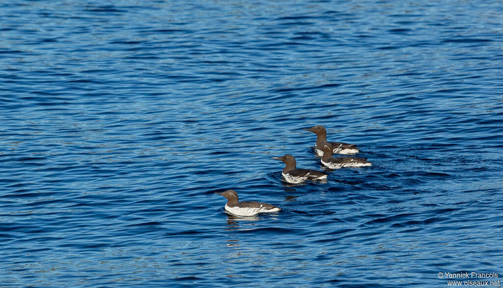 Guillemot de Troïladulte nuptial, habitat, composition, nage