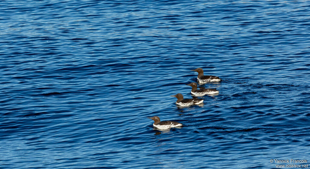 Common Murreadult breeding, habitat, aspect, swimming