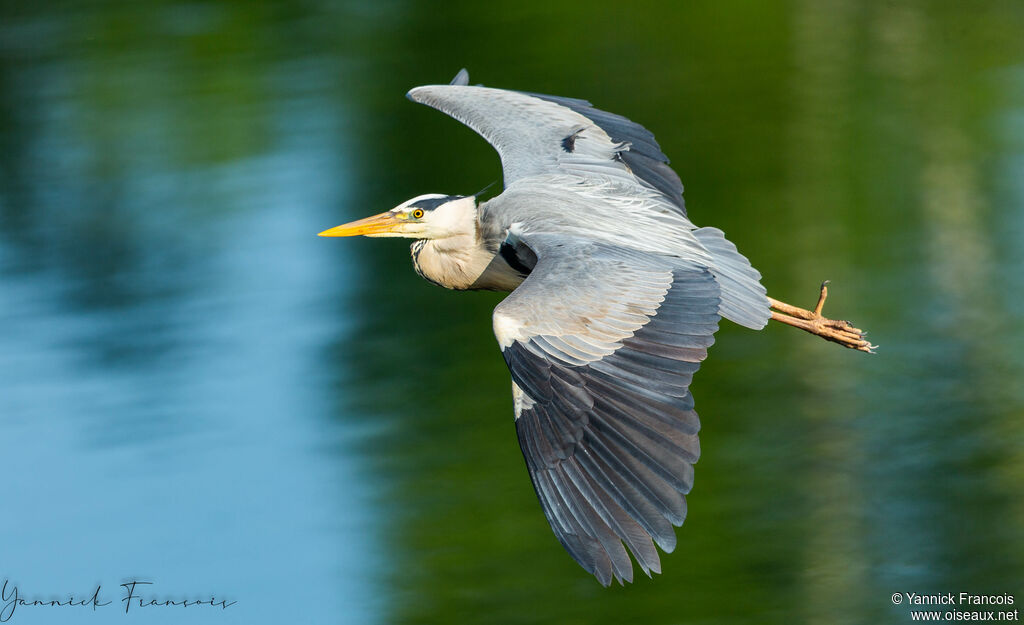 Grey Heronadult, aspect, Flight