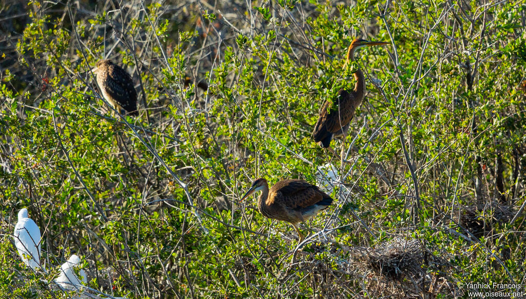 Héron pourpréimmature, habitat, composition