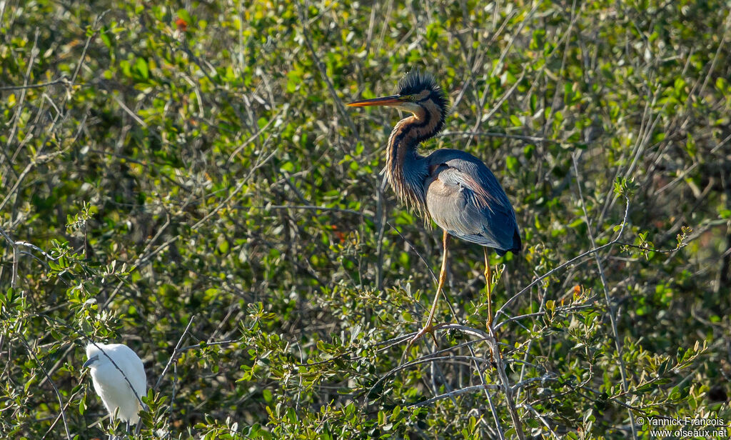 Héron pourpréadulte, habitat, composition