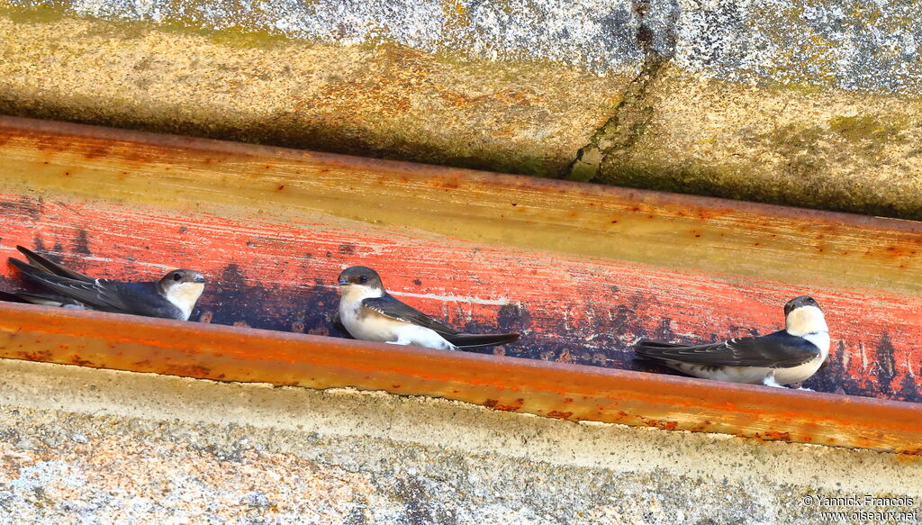 Western House Martinadult, identification, aspect