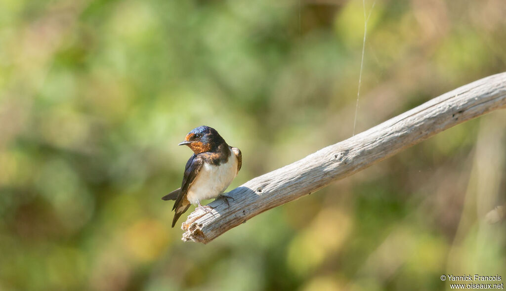 Hirondelle rustiqueadulte, identification, composition