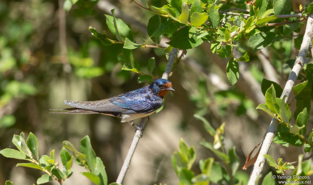 Hirondelle rustiqueadulte, habitat, composition