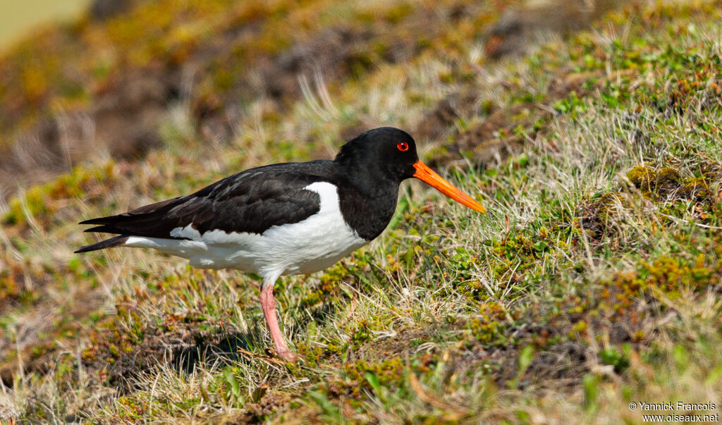 Eurasian Oystercatcheradult, identification, aspect