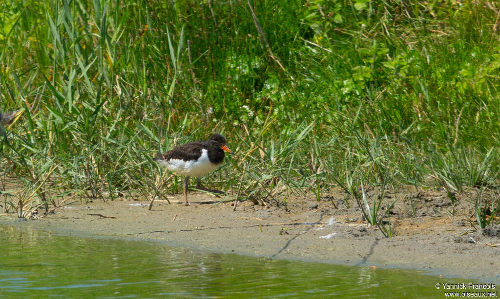 Eurasian Oystercatcherjuvenile, habitat, aspect, walking
