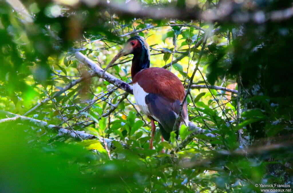 Ibis huppéadulte, habitat