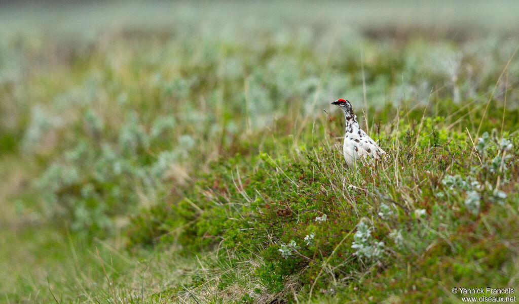 Rock Ptarmigan male adult, habitat, aspect