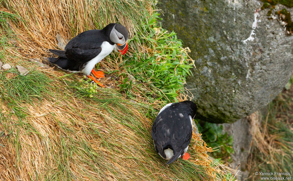 Atlantic Puffinadult, habitat, aspect