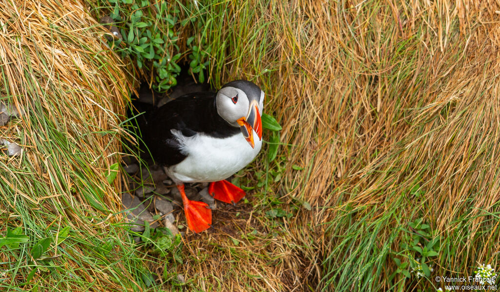 Atlantic Puffinadult, identification, aspect