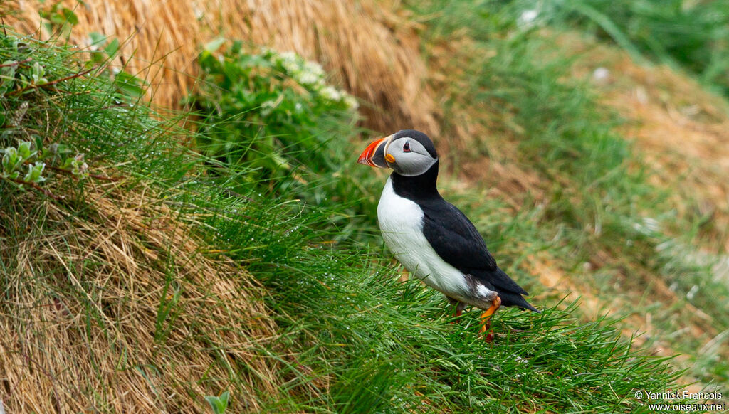 Atlantic Puffinadult, habitat, aspect