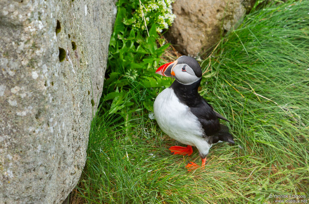 Atlantic Puffinadult, identification, aspect